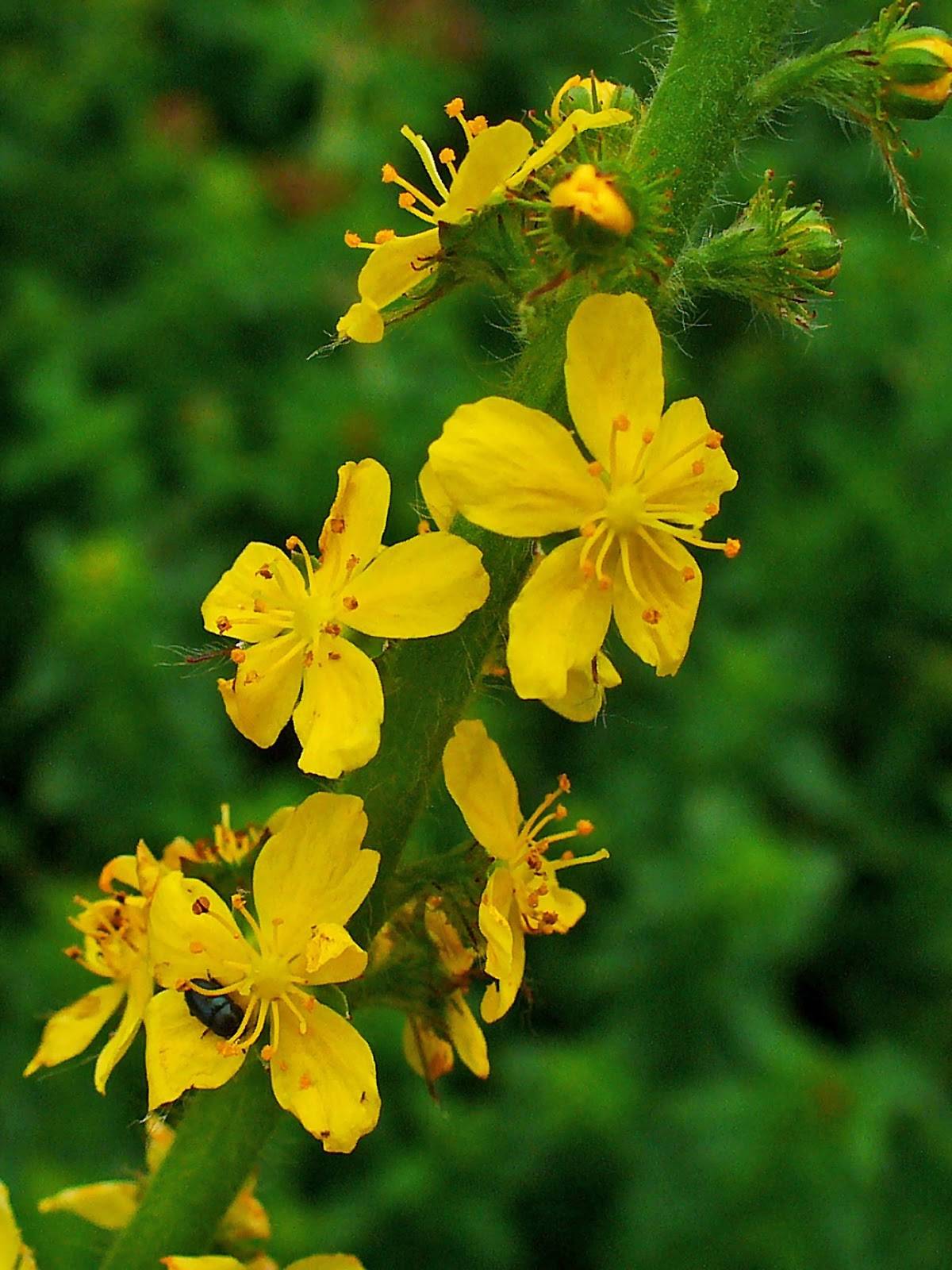 Agrimony Herb Agrimonia Eupatoria 100g Herbs Attari Bodycrafters Agrimony Herb Agrimonia Eupatoria 100g Herbs Attari Bodycrafters