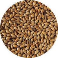 A close-up view of our premium Crystal Malt, showcasing the rich golden hue and aromatic essence. Enhance your brewing experience with the caramel sweetness and complexity of Crystal Malt.